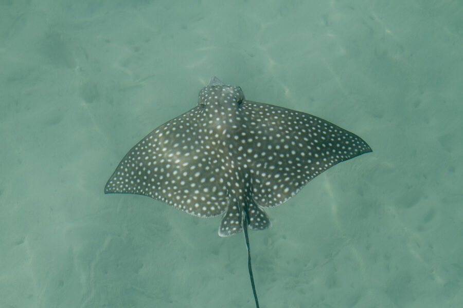 ©unknown, Courtesy of the Antigua and Barbuda Tourism Authority