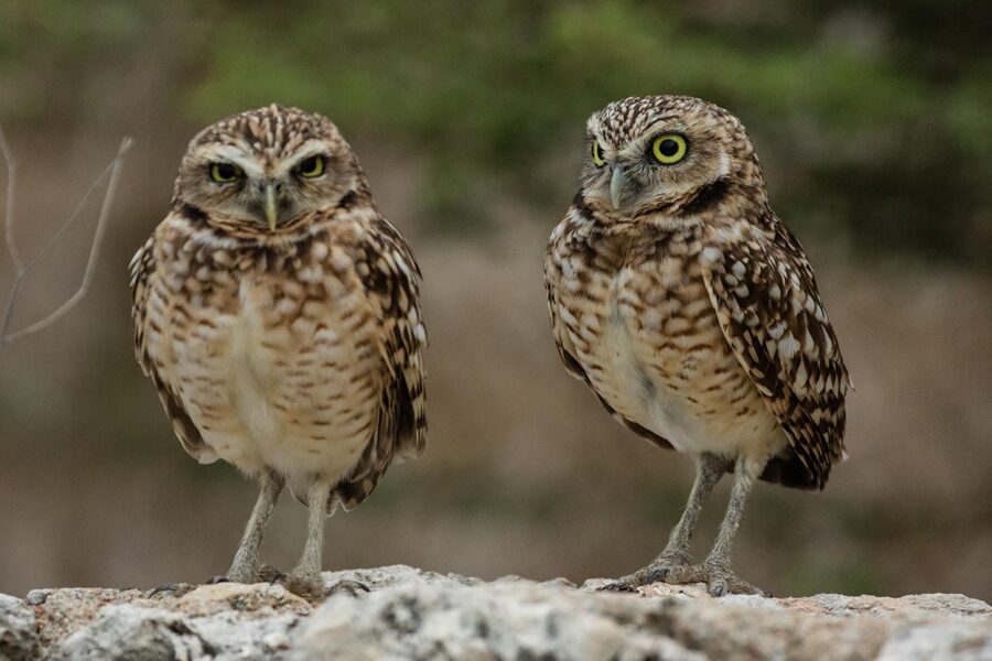 © Timeless-Pixx 2009-2015 , Courtesy of the Aruba Tourism Authority