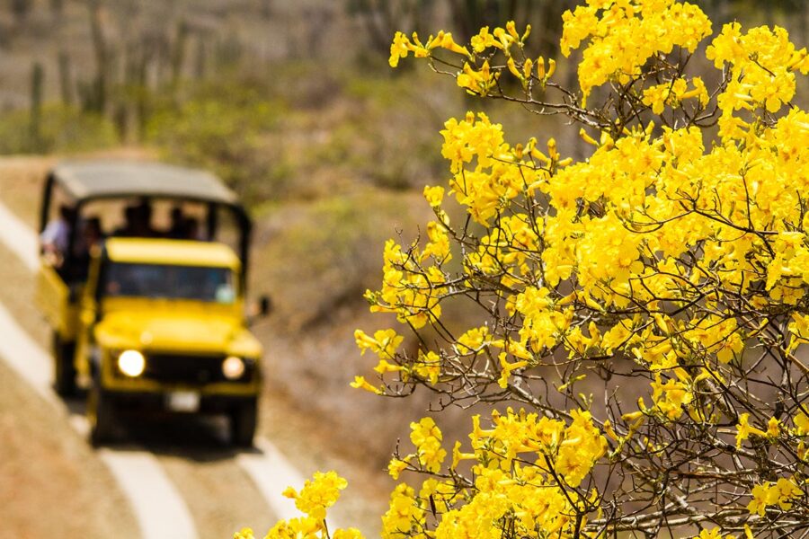 © Timeless-Pixx 2009-2014 , Courtesy of the Aruba Tourism Authority