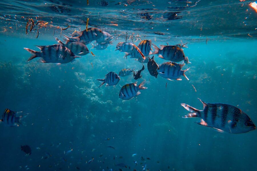 © Photo de Francesco Ungaro