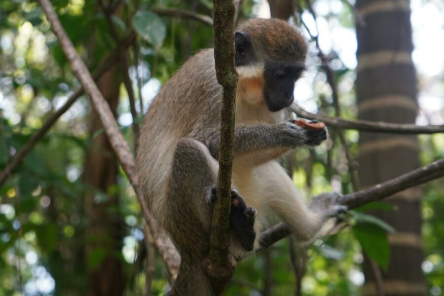 © Photo de Daniel Adesina