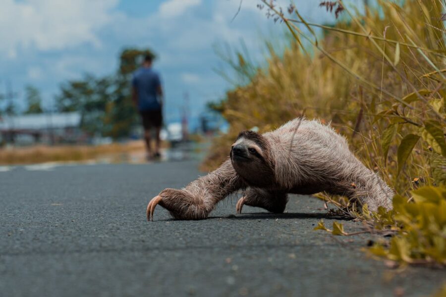 © Photo by Gustavo Salazar
